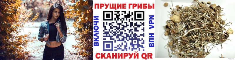 Галлюциногенные грибы Psilocybine cubensis  как найти закладки  ОМГ ОМГ зеркало  Пыть-Ях 